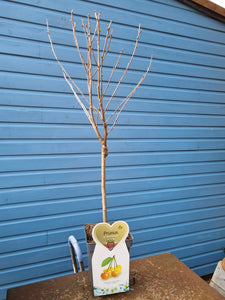 Dwarf Cherry Tree *CLICK AND COLLECT ONLY*