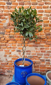 Large Double Twisted Stem Standard Bay Tree - COLLECTION ONLY