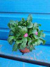Load image into Gallery viewer, Forget me Not - outdoor plant *CLICK AND COLLECT ONLY