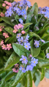 Forget me Not - outdoor plant *CLICK AND COLLECT ONLY