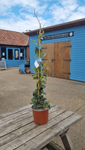 Load image into Gallery viewer, Evergreen &#39;Star&#39; Tracelospermum Jasmine outdoor plant *CLICK AND COLLECT ONLY*