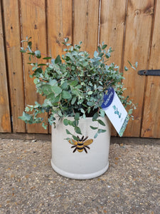 Eucalyptus Gunni - CLICK AND COLLECT ONLY