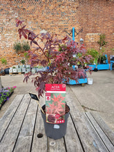 Load image into Gallery viewer, Japanese Acer Tree - CLICK AND COLLECT ONLY*