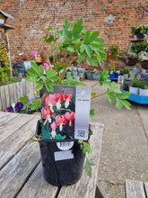 Load image into Gallery viewer, Dicentra Spectabilis - Bleeding Heart Perennial * COLLECTION ONLY*