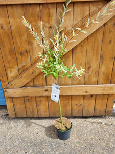 Standard Salix 'Flamingo' Tree - CLICK AND COLLECT ONLY