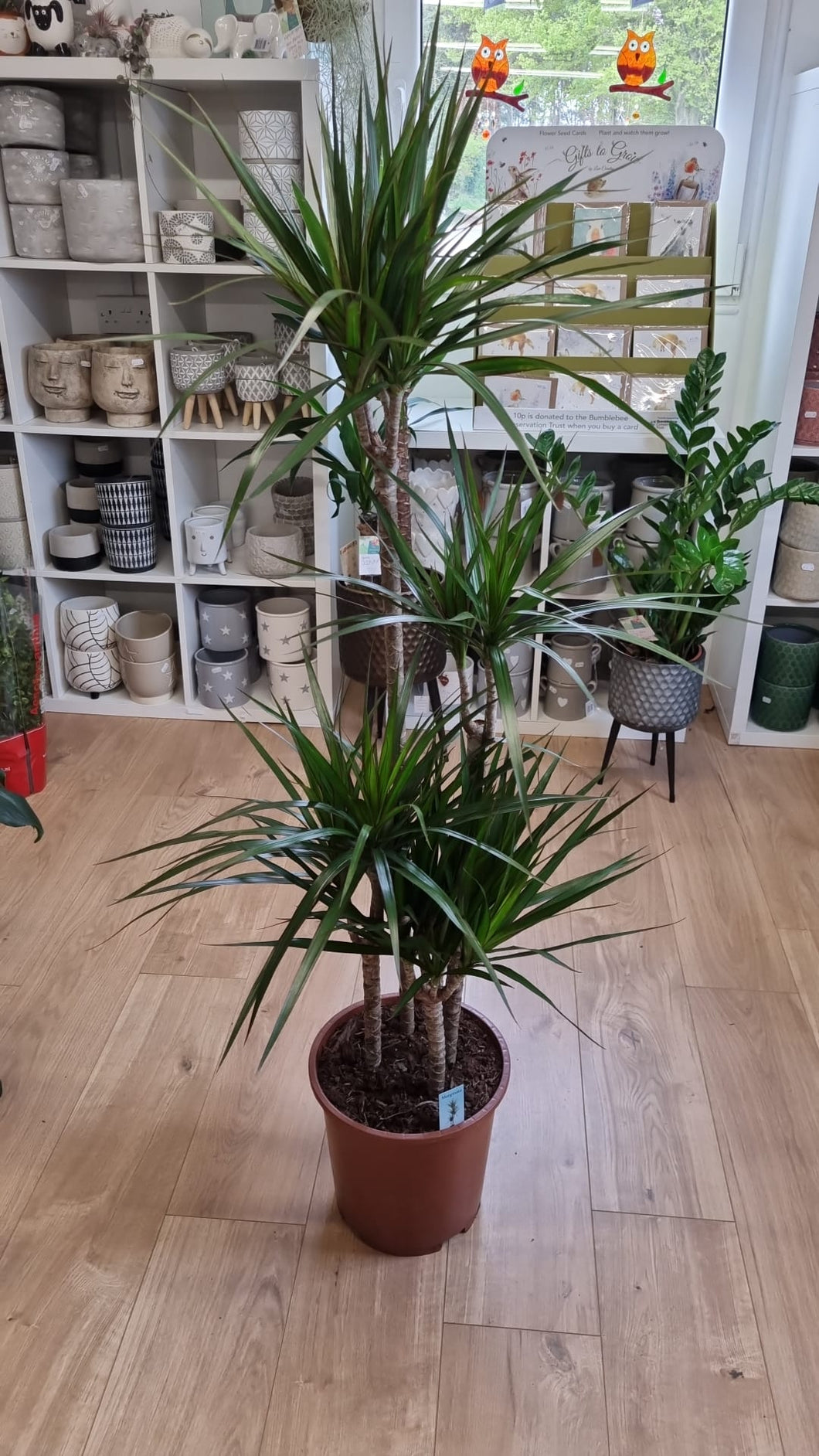 Dracaena 'Marginata' Dragon Tree - indoor plant - CLICK AND COLLECT FROM SHOP