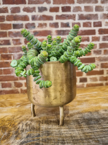 Crassula Marnieriana Hottentot 'jades necklace' indoor plant 11cm
