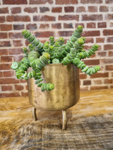 Crassula Marnieriana Hottentot 'jades necklace' indoor plant 11cm