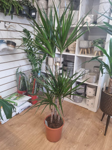 Dracaena 'Marginata' Dragon Tree - indoor plant - CLICK AND COLLECT FROM SHOP