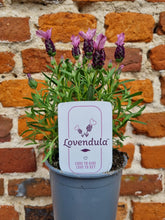 Load image into Gallery viewer, French/Butterfly Lavender *CLICK AND COLLECT ONLY*