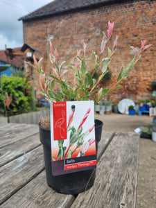 Standard Salix 'Flamingo' Tree - CLICK AND COLLECT ONLY