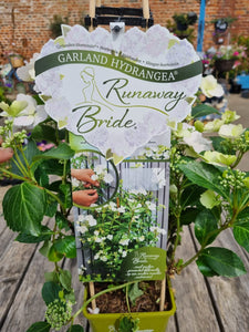 White Hydrangea 'Runaway Bride'  outdoor plant *CLICK AND COLLECT ONLY