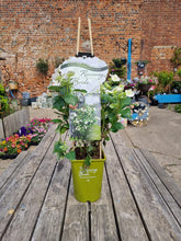 Load image into Gallery viewer, White Hydrangea &#39;Runaway Bride&#39;  outdoor plant *CLICK AND COLLECT ONLY