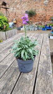 Erysimum Wallflower 'Bowles Mauve' *CLICK AND COLLECT ONLY*