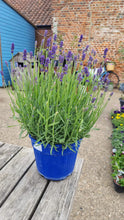 Load image into Gallery viewer, English Lavender outdoor plant -CLICK AND COLLECT ONLY
