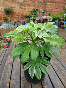 Fatsia Japonica 'Spiders Web' Hardy Shrub - *CLICK AND COLLECT ONLY*