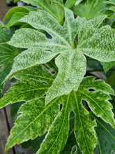 Load image into Gallery viewer, Fatsia Japonica &#39;Spiders Web&#39; Hardy Shrub - *CLICK AND COLLECT ONLY*