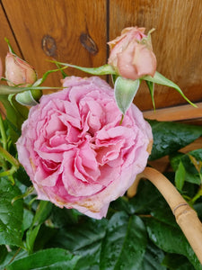 Rose on arch trellis - *CLICK AND COLLECT ONLY*