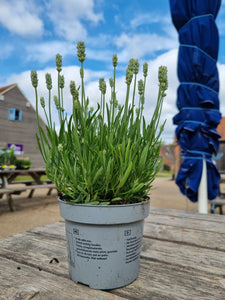 English Lavender outdoor plant -CLICK AND COLLECT ONLY