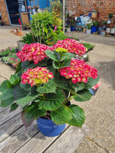 Load image into Gallery viewer, Hydrangea various colours - *CLICK AND COLLECT ONLY*
