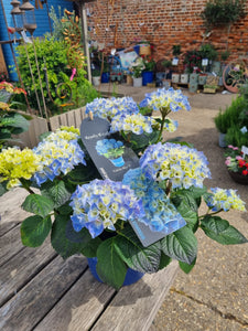 Hydrangea various colours - *CLICK AND COLLECT ONLY*