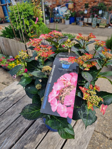 Hydrangea various colours - *CLICK AND COLLECT ONLY*