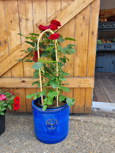 Rose on arch trellis - *CLICK AND COLLECT ONLY*