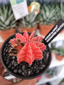 Gymnocalycium Variegata/Variegated Cactus - indoor plant