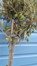 Load image into Gallery viewer, Medium Standard Olive Tree - CLICK AND COLLECT ONLY
