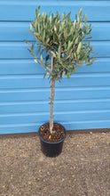 Load image into Gallery viewer, Medium Standard Olive Tree - CLICK AND COLLECT ONLY