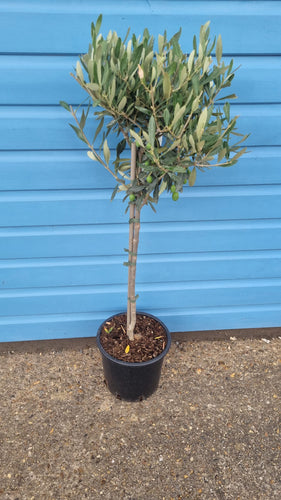 Medium Standard Olive Tree - CLICK AND COLLECT ONLY