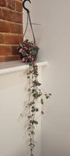Load image into Gallery viewer, Variegated String of hearts / Ceropegia Woodii indoor plant 14cm