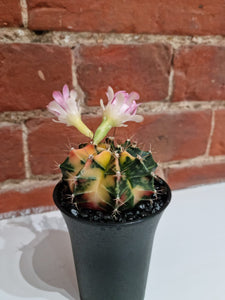 Gymnocalycium Variegata/Variegated Cactus - indoor plant