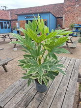 Load image into Gallery viewer, Fatsia Japonica &#39;Spiders Web&#39; Hardy Shrub - *CLICK AND COLLECT ONLY*