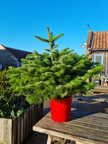 Nordmann Premium 3-4ft Christmas Tree - Pot Grown