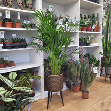 Load image into Gallery viewer, Dypsis Areca Palm indoor plant 120cm tall - Click and collect from shop only