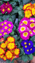 Load image into Gallery viewer, Primula/Primrose  - CLICK AND COLLECT FROM SHOP ONLY