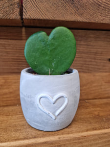 Love Amour baby heart planter/plant pot and plant gift