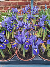 Load image into Gallery viewer, Spring Bulb - Iris