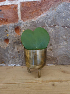 Hoya Kerrii love heart/sweetheart  baby indoor plant