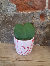Load image into Gallery viewer, Hoya Kerrii love heart/sweetheart  baby indoor plant