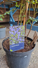 Load image into Gallery viewer, Large ceanothus *click and collect only*
