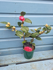 Camelia - shrub *CLICK AND COLLECT ONLY