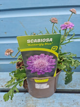 Load image into Gallery viewer, Scabiosa &#39;Butterfly Blue&#39; *CLICK AND COLLECTION FROM SHOP ONLY*
