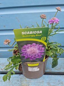Scabiosa 'Butterfly Blue' *CLICK AND COLLECTION FROM SHOP ONLY*