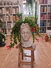 Load image into Gallery viewer, Aeschynanthus Radicans - Twister/Rasta Lipstick Hanging Indoor Plant 15cm