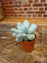 Load image into Gallery viewer, Baby Pachyphythum Oviferum sugar almond/moonstone succulent Silver Bracts Mini Succulent - indoor plant