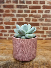 Load image into Gallery viewer, Baby Pachyphythum Oviferum sugar almond/moonstone succulent Silver Bracts Mini Succulent - indoor plant