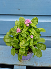 Load image into Gallery viewer, Forget me Not - outdoor plant *CLICK AND COLLECT ONLY
