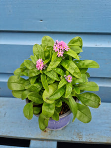 Forget me Not - outdoor plant *CLICK AND COLLECT ONLY